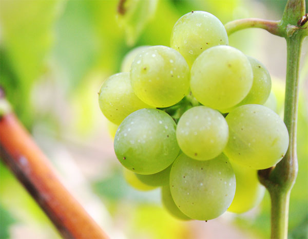 Concurso «Las 12 uvas»